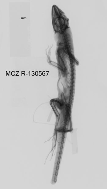 Media type: image;   Herpetology R-130567 Aspect: lateral x-ray